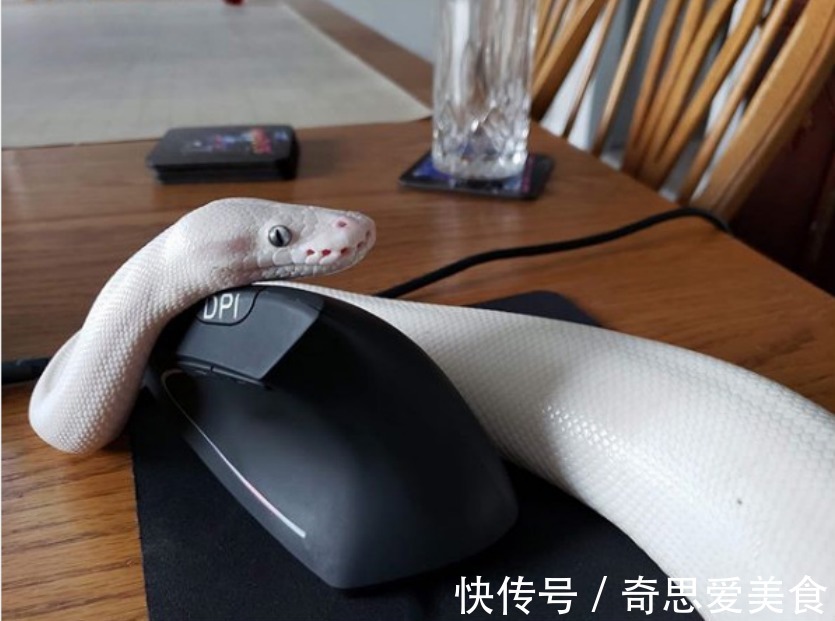 缘分|白蛇被女子养大,它喜欢看动画片,对女子忠诚,真是现实版的童话