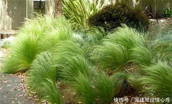 植株|9种比花还美的草,院子里种起来,美如仙境没商量!