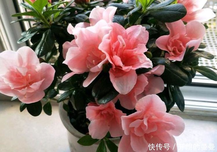 康乃馨花|4种花好养又便宜,对待新手很友好,不会心痛