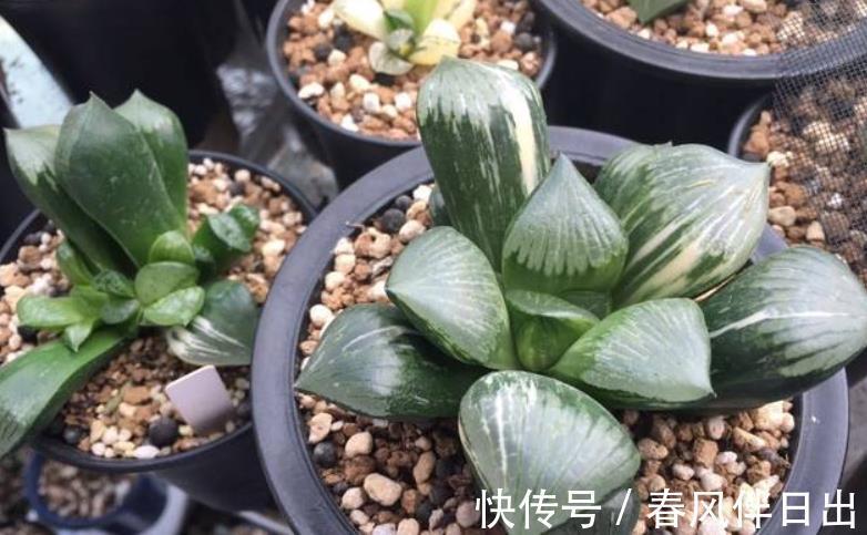 多肉|叶插多肉植物玉露,注意3个技巧才不容易出问题