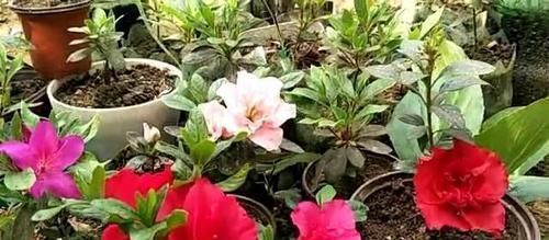 扦插杜鹃花，不用枝，掐个芽，插入矿泉水瓶中猛发芽
