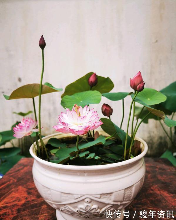 食用型|能养阳台上养的荷花,有个碗就行,种植容易,开花超美,值得拥有