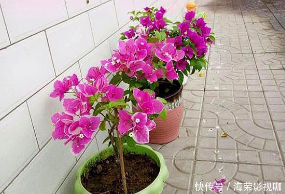 侧芽|修剪三角梅,记住“3字口诀”,侧芽多,花苞多,开花爆盆很简单