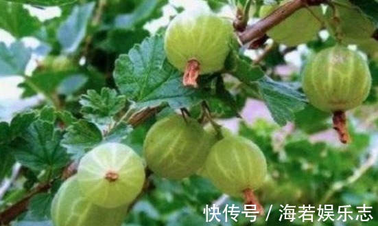 透翅蛾|灯笼果预防三高、养血养颜,农民教你种植技巧收获优质高产!