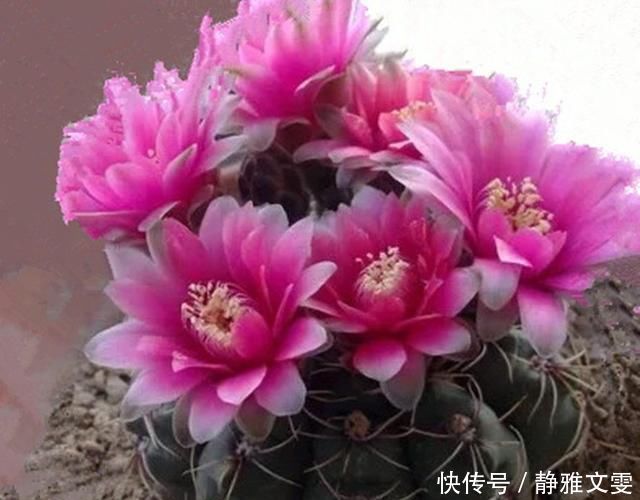 这几种盆栽花卉,谁见了都说是假花,只因为它们太美了