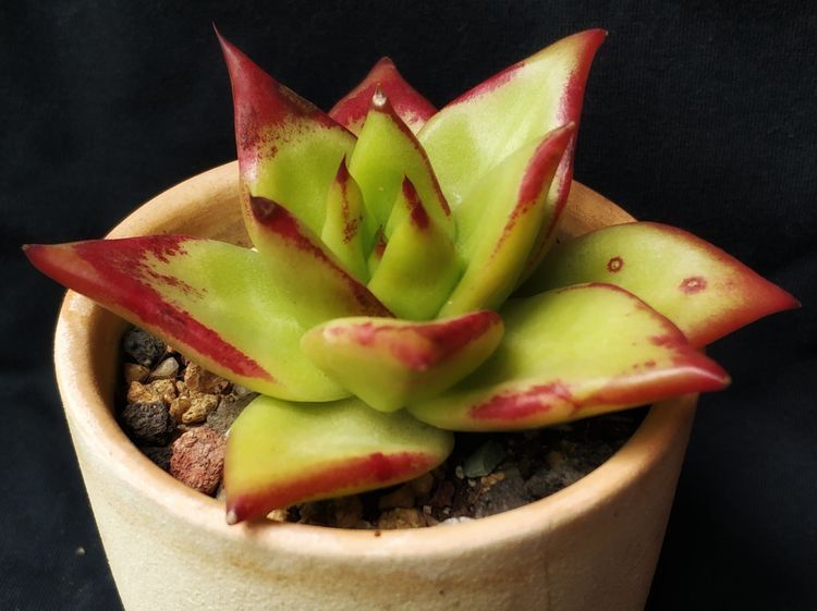 成长|与多肉一起走过的日子,见证多肉的成长过程!