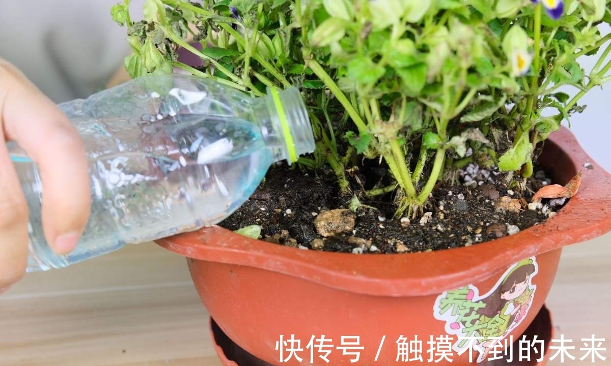 磷酸二氢钾|养花用磷酸二氢钾，不知道这些，花草越长越差！