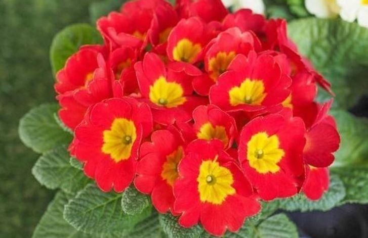 有钱人都养4种花,开花爆盆花期长,花大色艳真漂亮,谁养谁上瘾