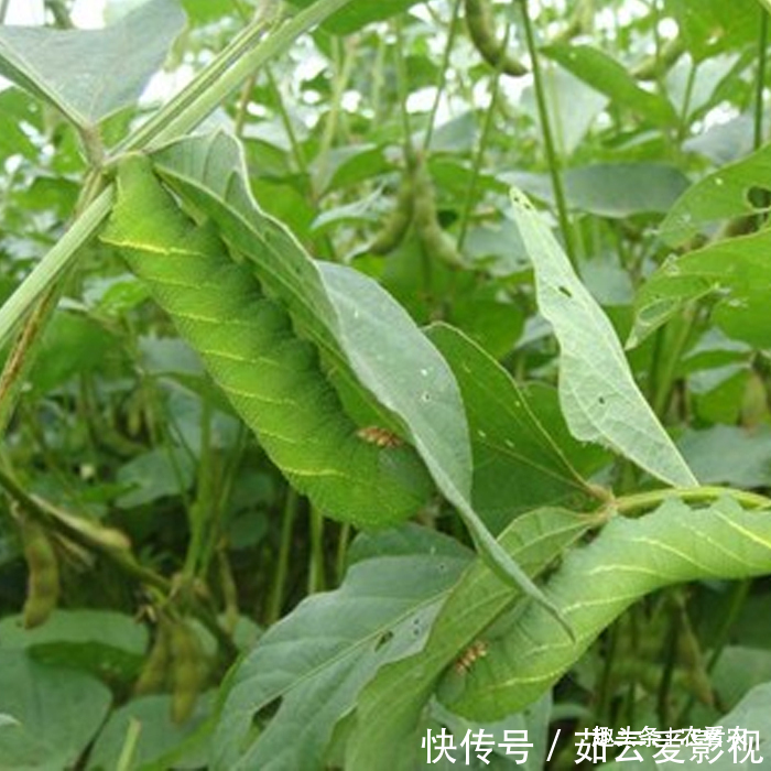 过去农民见了就打,如今成抢手货,一斤80元,是大补