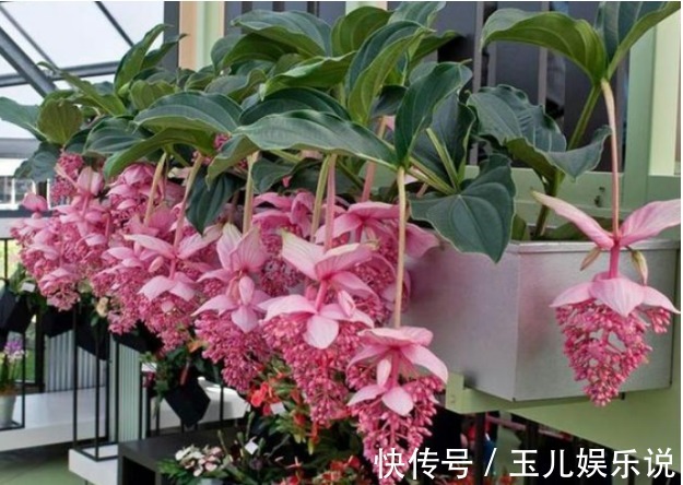 此款花卉便宜又好养,全年都能开花,天天有花赏!