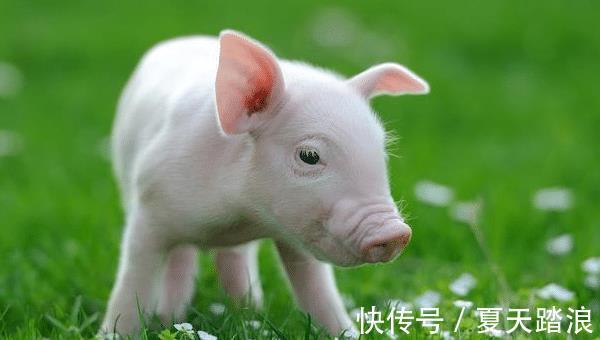 身边人|10个猪有9个富尤其是以下4年出生的“大金猪”，命中多财多福