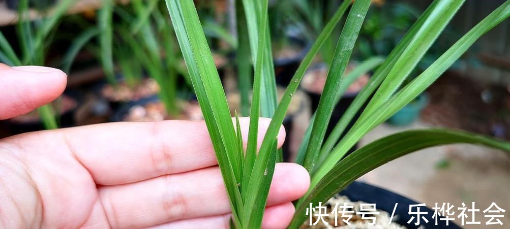 兰花长出新苗后,教你3个小技巧,快速长大早开花