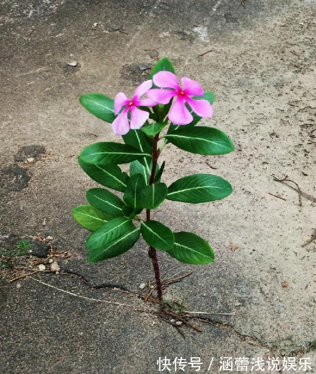 花盆|真正的花坚强，墙缝、地缝都能长，开花特别旺！