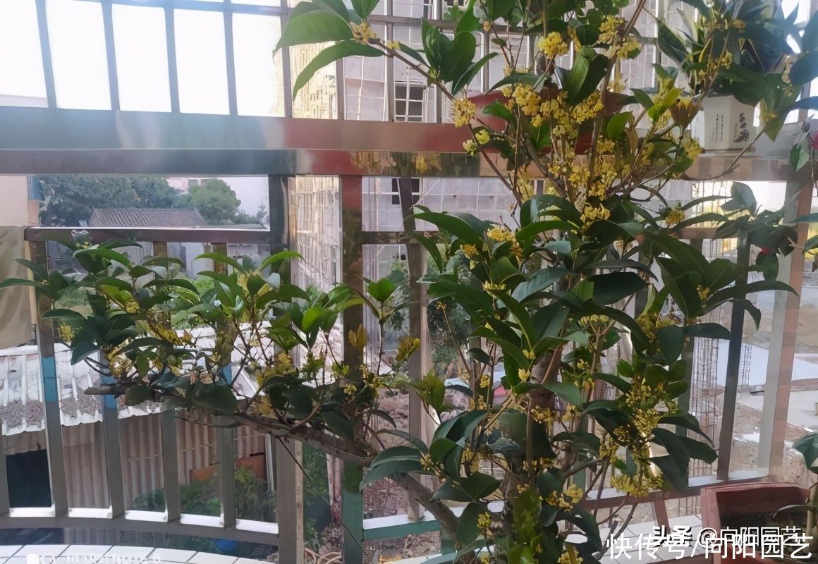 桂花掉叶，黄叶落一地，看着真心疼，养好桂花，小细节要做好