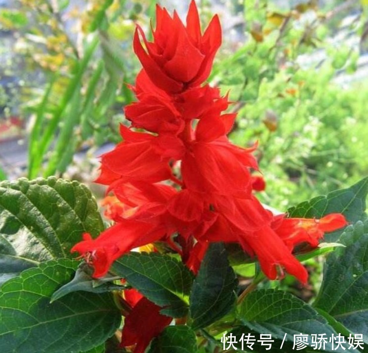 疯长|春夏最适合养“3种花”,浇点水就疯长,叶子油绿花朵多!