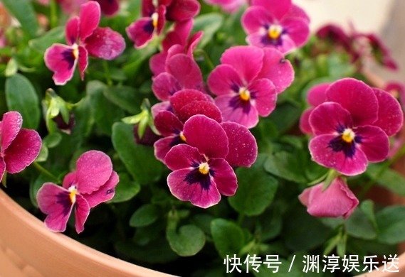 绿萝|7月养花,就选这几款,比绿萝还好养,长得快易爆盆,马上成花海