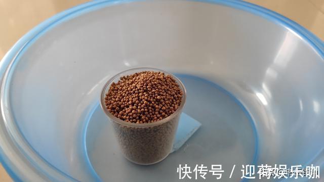 工程|解决近亿人吃鱼难题的鱼种却无法生育，却因太好钓令钓鱼人痴迷