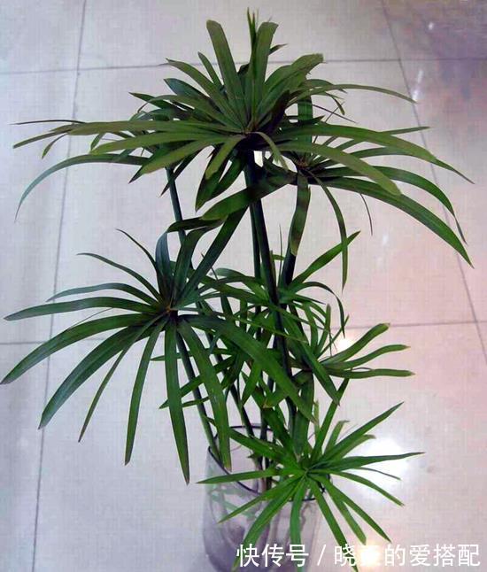 水竹|文竹和水竹的区别,养护要注意哪些地方