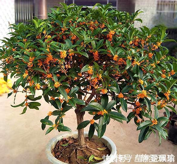 新手|想要桂花长得快,开花多,只需1个简单“动作”,新手也能做好!