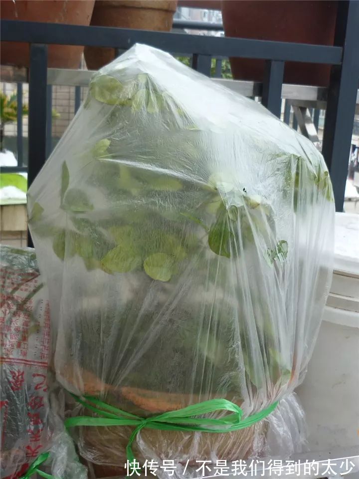 养花技巧最难养的花，买多少死多少，想想就生气！