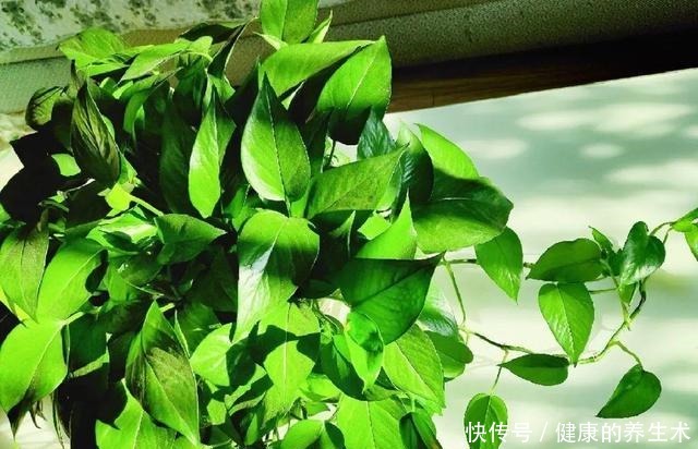 不敢用淘米水了，浇完花就死，土里都是虫！不敢用淘米水了，浇完花就死，土里都是虫！