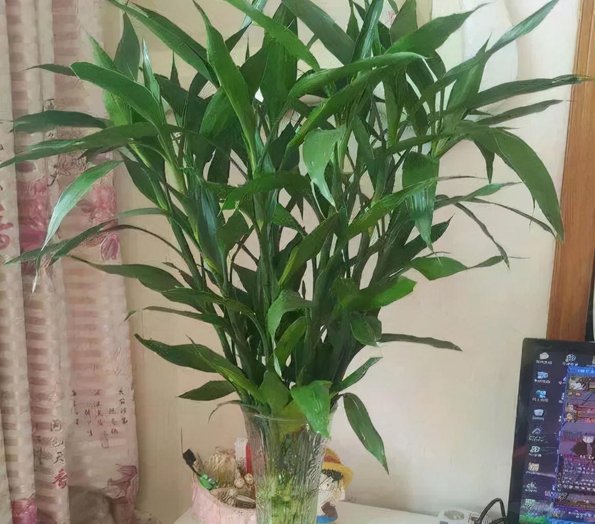 16种耐阴花,就算阳光不足,也能年年生长、开花