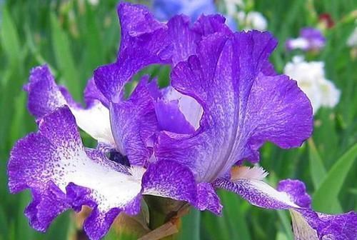 打理|3种花很好养,耐寒易打理,花美色艳,花儿轻松开爆盆