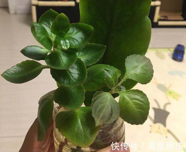 阳台上就养一棵这种“花”，插枝生根，全年都开花，一棵繁殖20棵