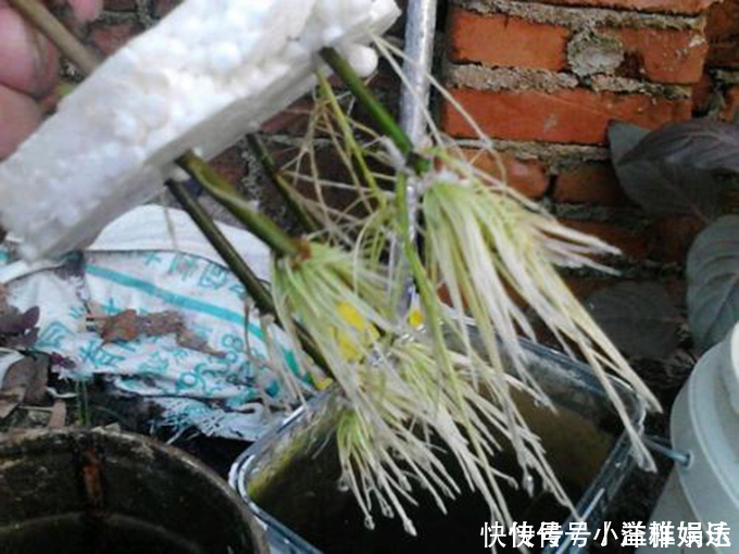 塑料瓶|家里常丢掉的“垃圾”，秒变“扦插利器”，大白根嗖嗖冒，忒好活