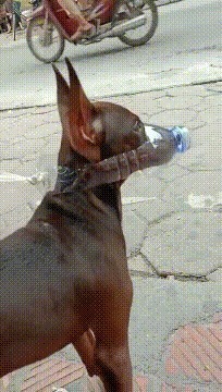 |GIF搞笑趣图:这就是俗话说进去容易出来难!保大还是保小?