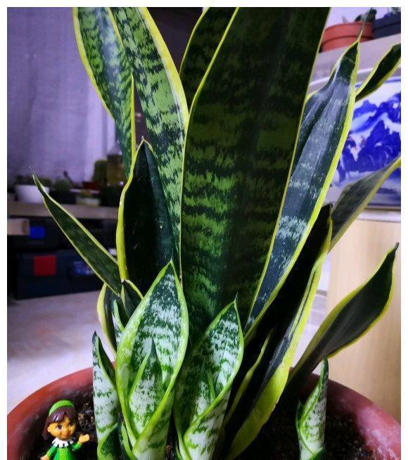 光照|养好虎皮兰,做对四个点,叶片硬挺长得高,满盆“虎芽”撑破盆