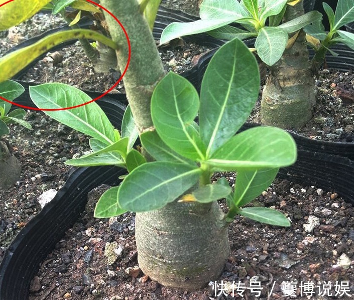 新手沙漠玫瑰叶子发黄掉叶是怎么回事