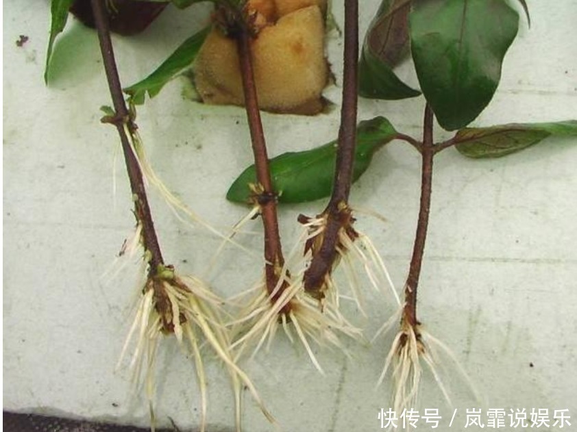 阿司匹林|5种“生根水”,家家都有,不花1分钱,扦插花卉“7天”生白根