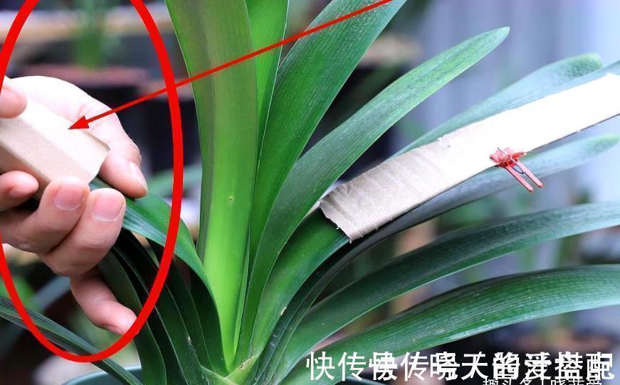 开花|君子兰总是不开花,只用了“这几招”,年年绿叶红花,不断爆花芽