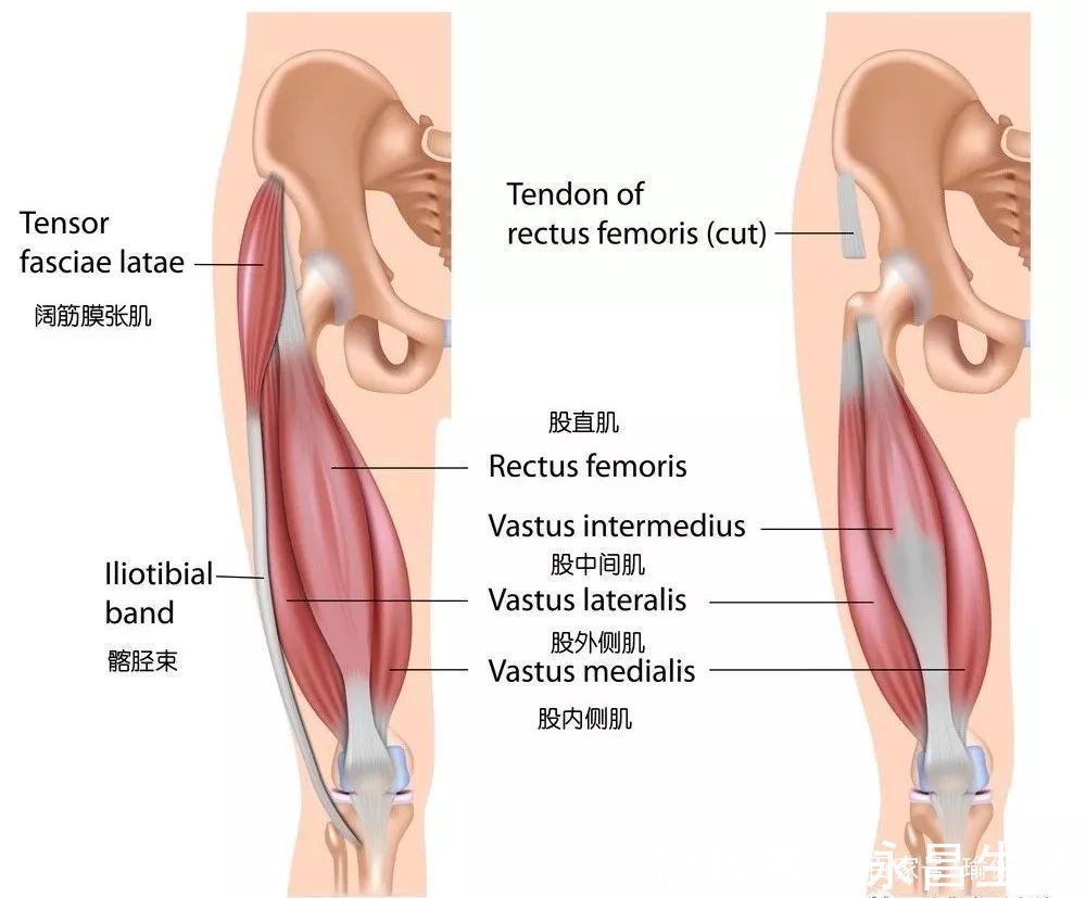 屈双膝|练瑜伽，髋部打不开，膝外侧疼常被忽视的髂胫束很重要
