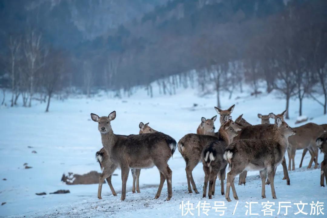 北方|北方初雪！10个让国人艳羡的赏雪地，你去过几个？