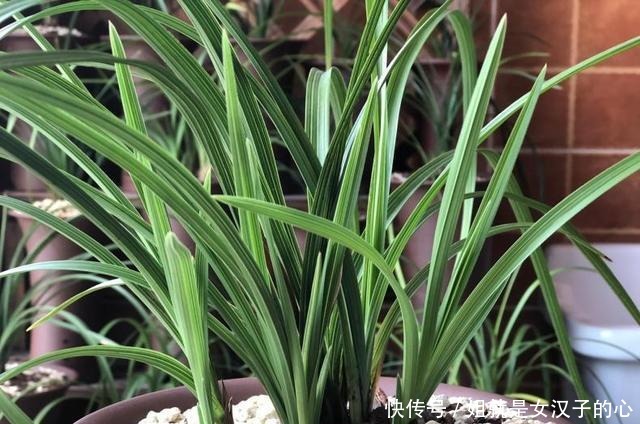 春天兰花发芽，“一灌二喷三埋”，兰花养分足，新芽多，长势爆盆！