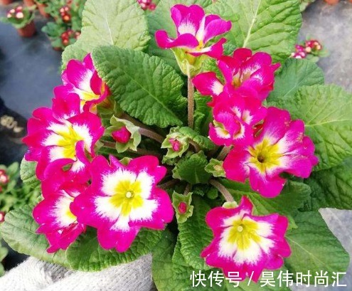 阳台上|这5款花真好养,花朵一茬接一茬,枝繁叶茂,花型独特又美观