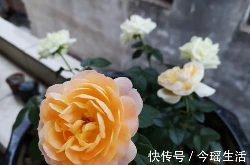 果汁|阳台再小,也要养一盆果汁阳台,上盆一个多月就有花赏