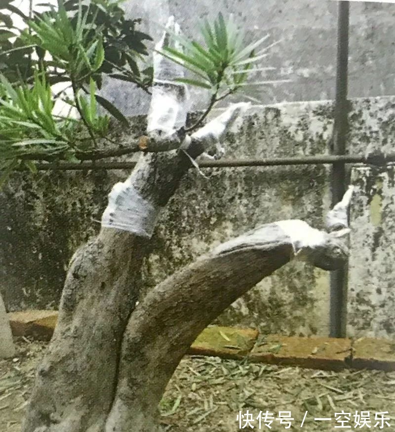 台友们|罗汉松芽接案例分享,台长教你玩出别出心裁的岭南盆景!