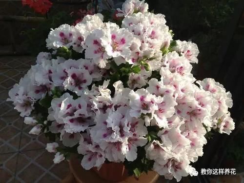 别养绿萝吊兰了,3种花剪根枝,插水里能活,开花一大片!