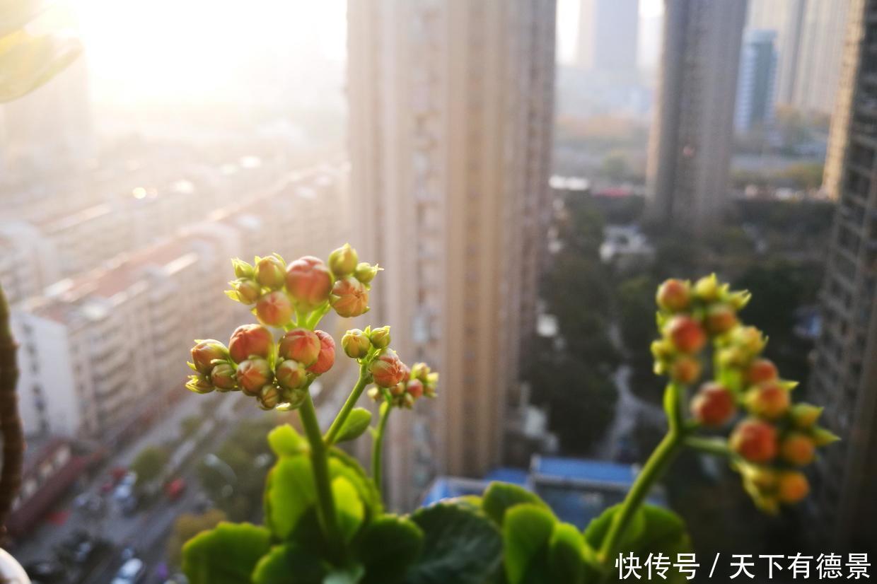 去店里买长寿花,种类太多都挑花眼,这8种真的太漂亮了