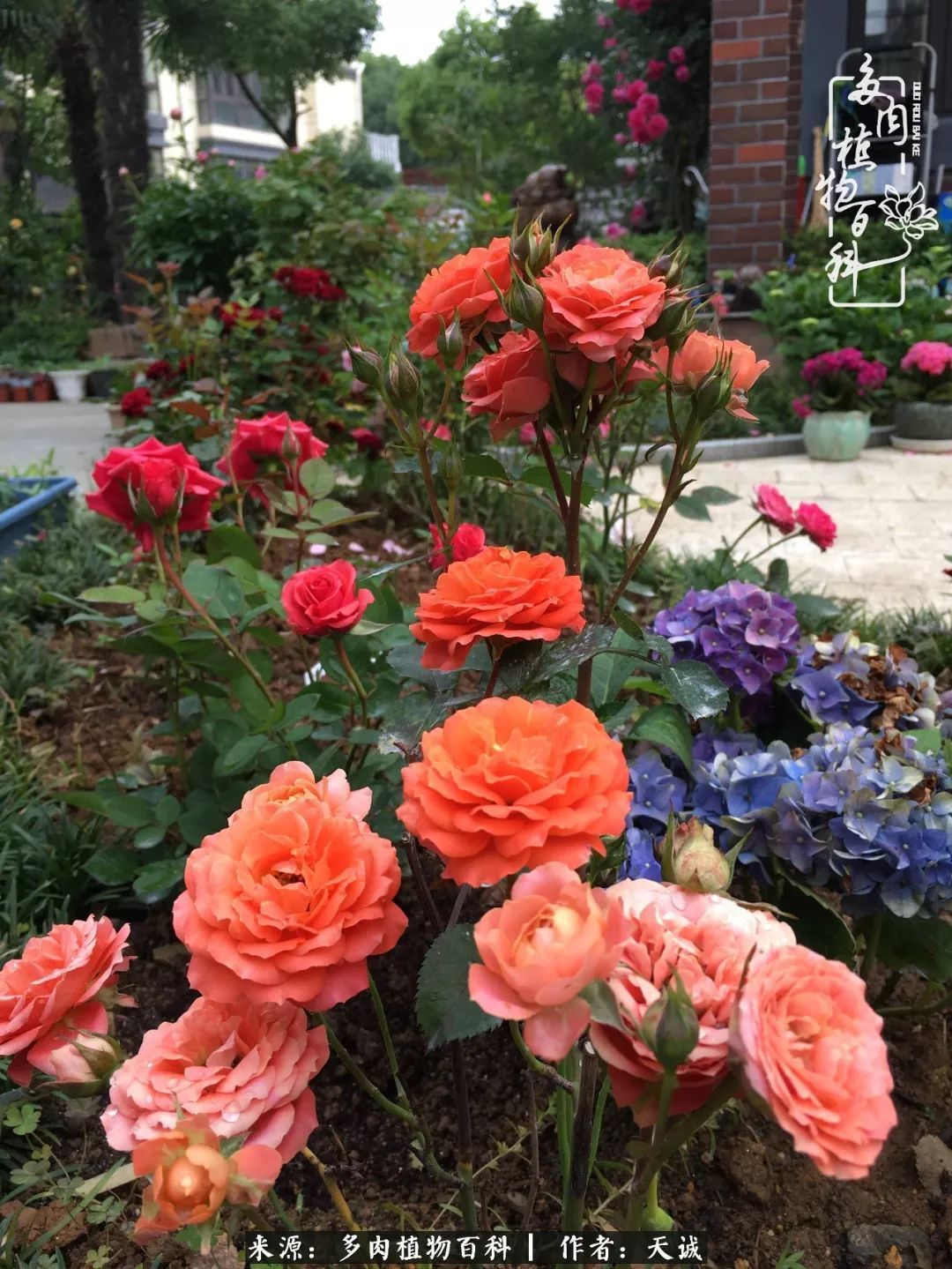 吃饱喝足，包邮区的多肉养精蓄锐准备渡劫！