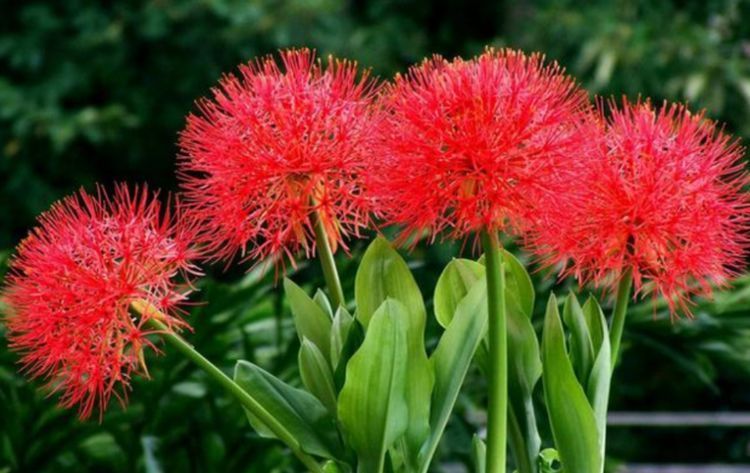 四季有花开，漂亮似玫瑰，植株低矮，还很好养