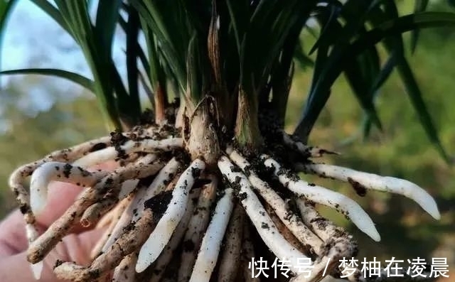 秋天兰花空根怎么办？这几种错误的处理方法，很难让空根再生根