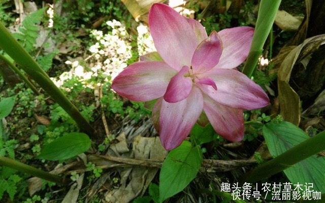 采摘|人称“观音坐莲”,山里遇见,请别采摘,因为价值太珍贵了