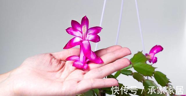 养护|蟹爪兰和长寿花,一起摘叶扦插,使用不同方法扦插,哪一个更好?