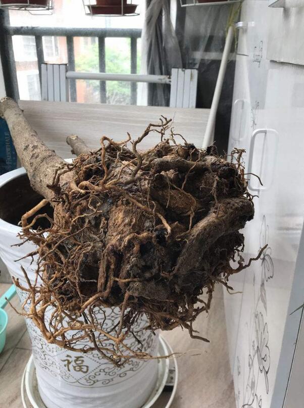 幸福树烂根还有救吗教你3个挽救小妙招,让幸福树“起死回生”