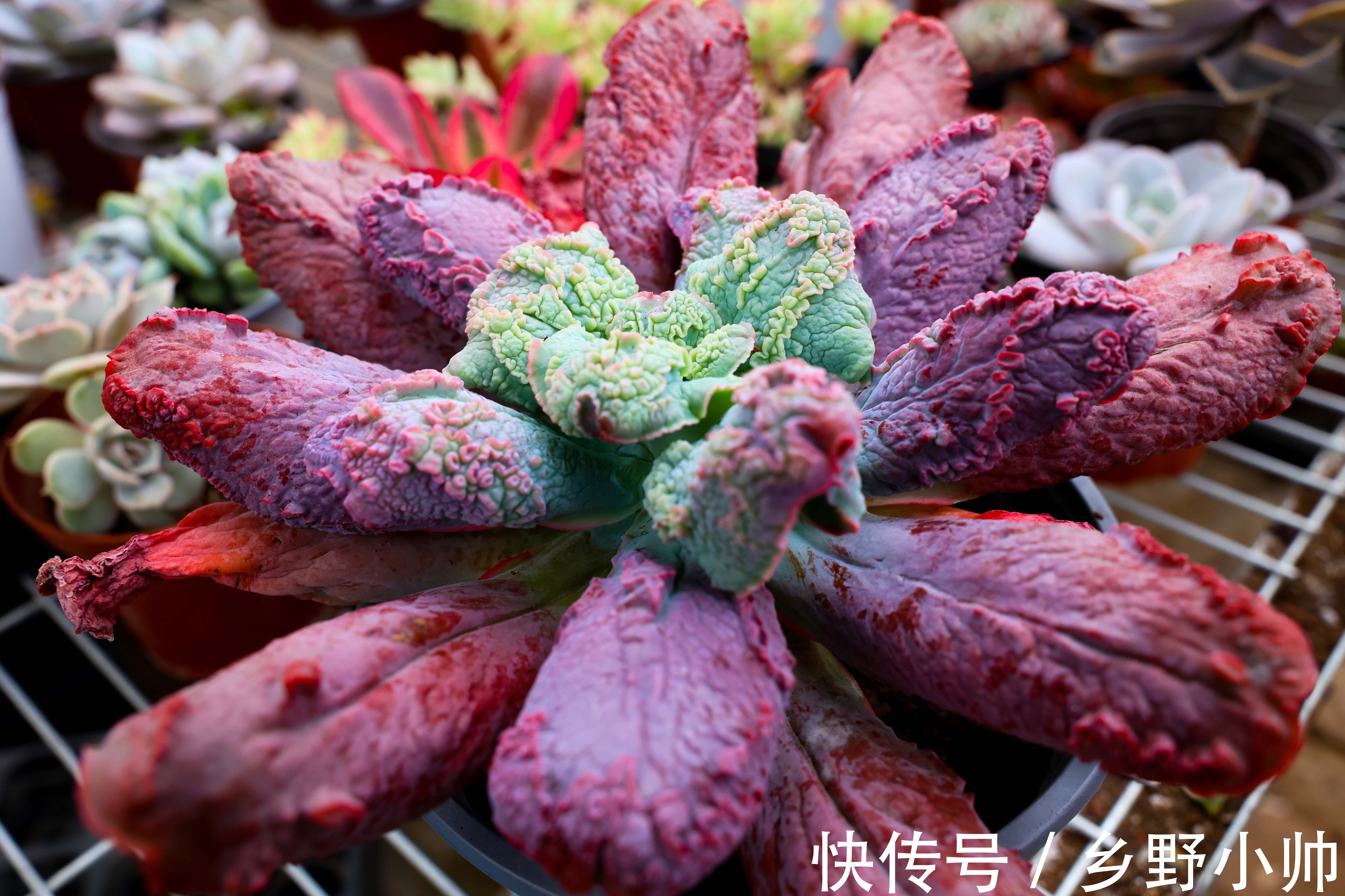 冬天多肉会生虫吗?多肉生虫怎么办?小帅为你带来多肉除虫小妙招