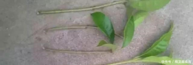 扦插|家养桂花出“贵子”,教你用“1根”枝条,30天养成桂花盆栽!